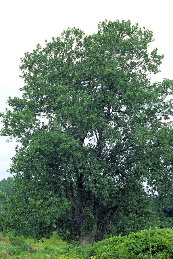 Eastern Cottonwood  32710