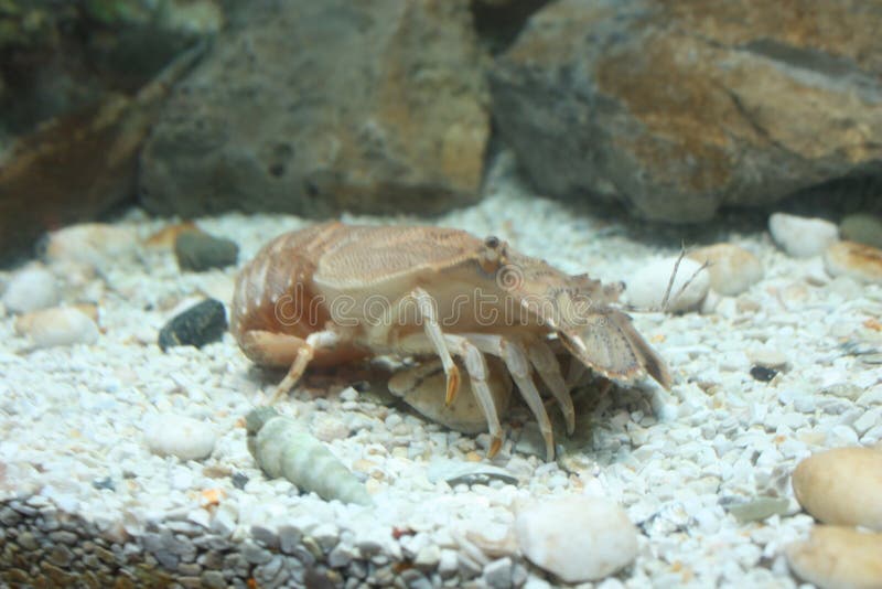 Eastern crayfish stock image. Image of lake, mussel, animal 48129249
