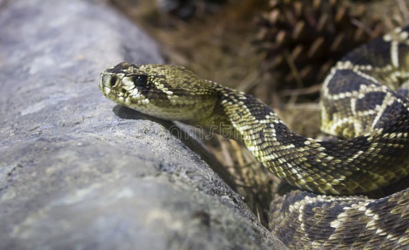 Východní Diamondback Chřestýš plaz portrét.