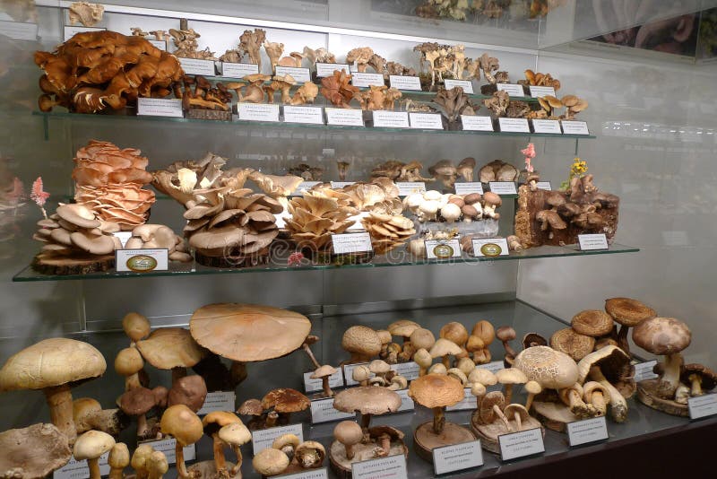 Eastern Europe Croatia Zagreb Mushroom Museum Mycology Nature Plants Poison Species Freeze-dried Mushrooms Collection