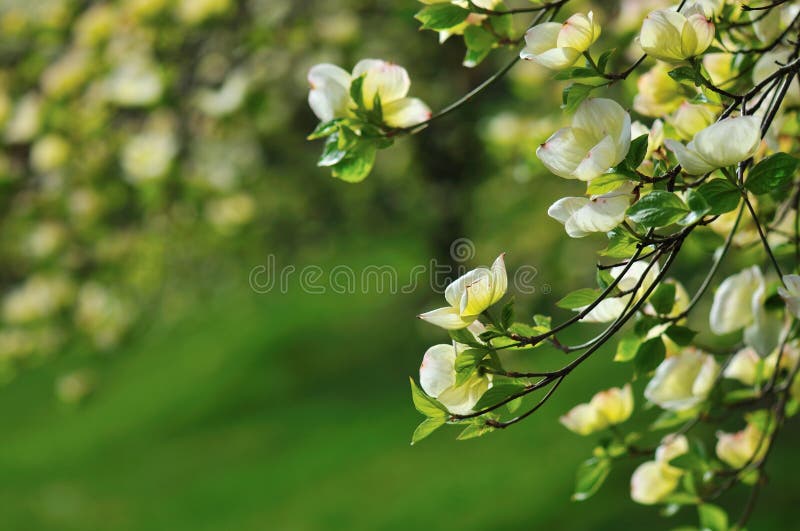 Dogwood flower stock photo. Image of color, branch, horizontal 5122510