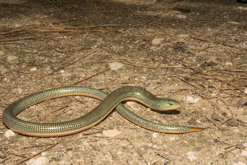 Eastern Glass Lizard stock photo. Image of animal, herpetology 90235036