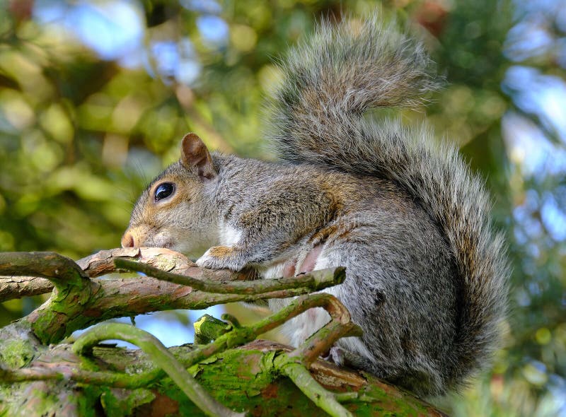 https://thumbs.dreamstime.com/b/eastern-gray-squirrel-also-known-as-grey-depending-region-tree-genus-sciurus-native-to-north-america-where-most-221708324.jpg