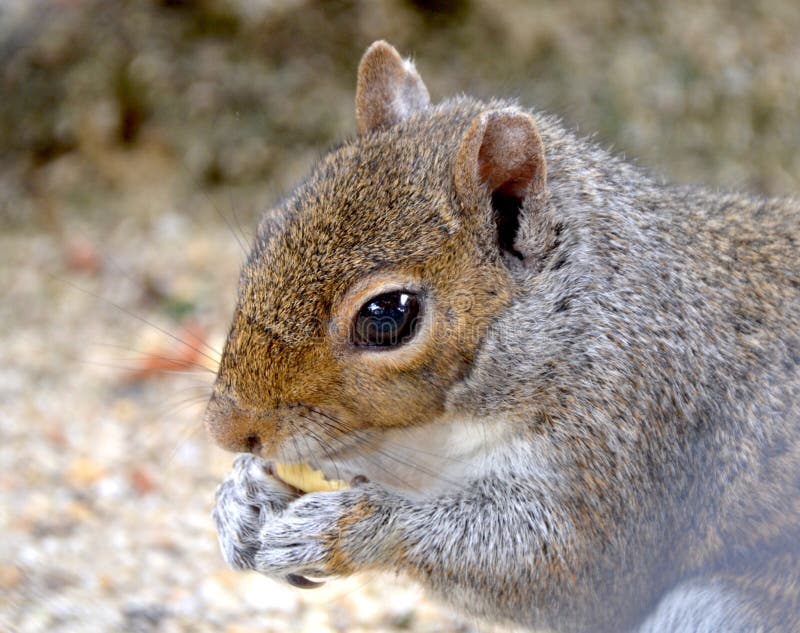 Eastern Gray Squirrel with Striped Tail Stock Photo Image of raccoon