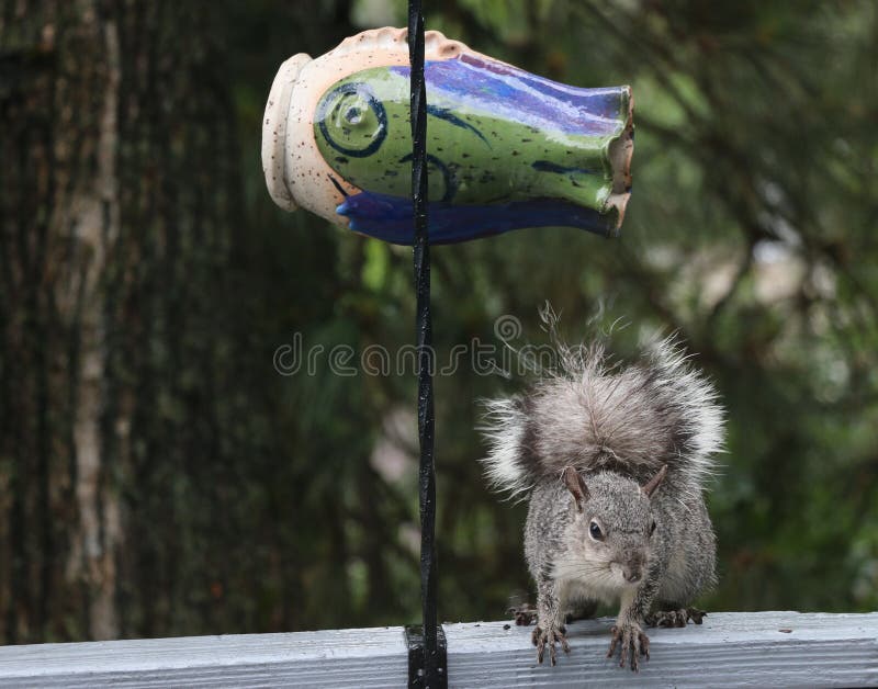 Eastern Gray Squirrel Eats Nuts and Seeds from a Bird Feeder. Stock