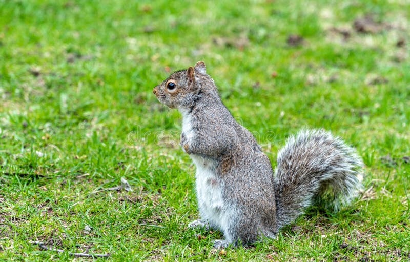 Eastern Gray Squirrel Eats A Walnut On Trinity Square In Toronto