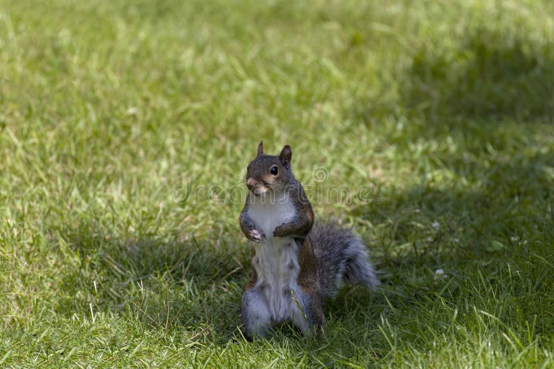 Eastern gray squirrel (Sciurus carolinensis) royalty free stock photos