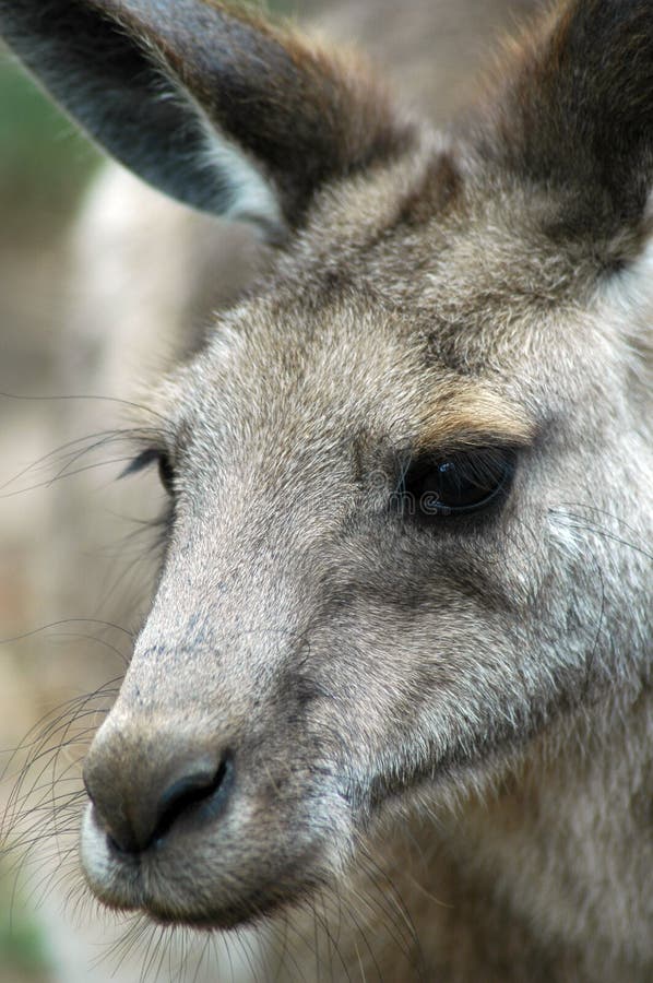 Eastern Grey Kangaroo