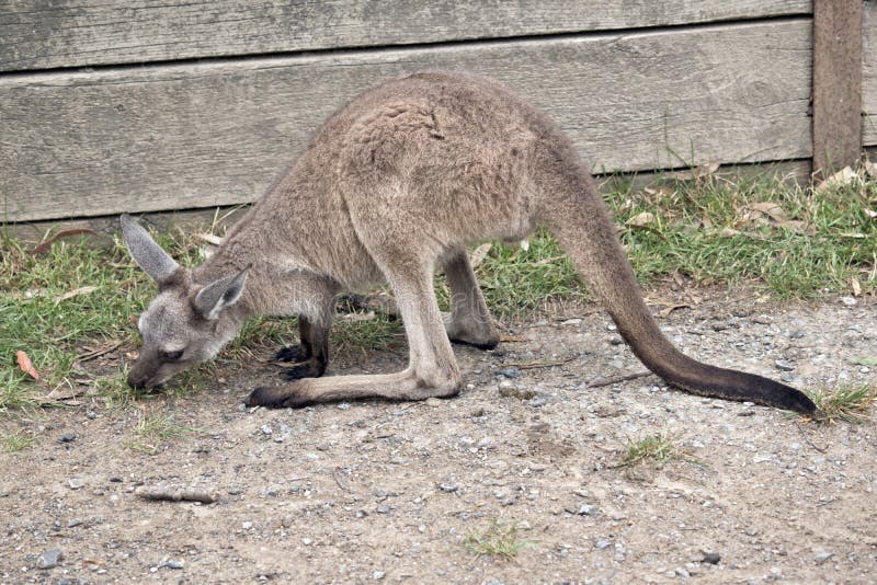Eastern grey kangaroo stock photo. Image of wallaby 107645394