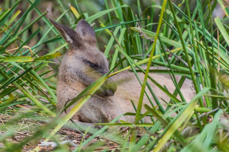 Nap time for this Eastern Grey Kangaroo