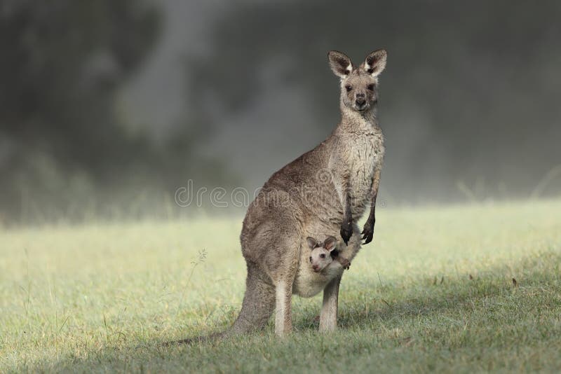 Eastern Grey Kangaroo with joey royalty free stock photos Eastern Grey Kangaroo with joey royalty free stock photos