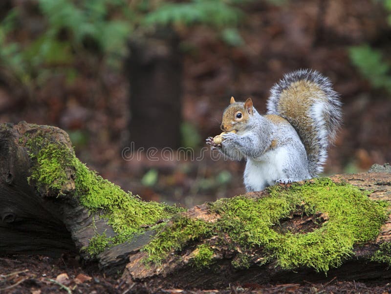 Grey Squirrel Eating Peanut on Moss Covered Log royalty free stock image