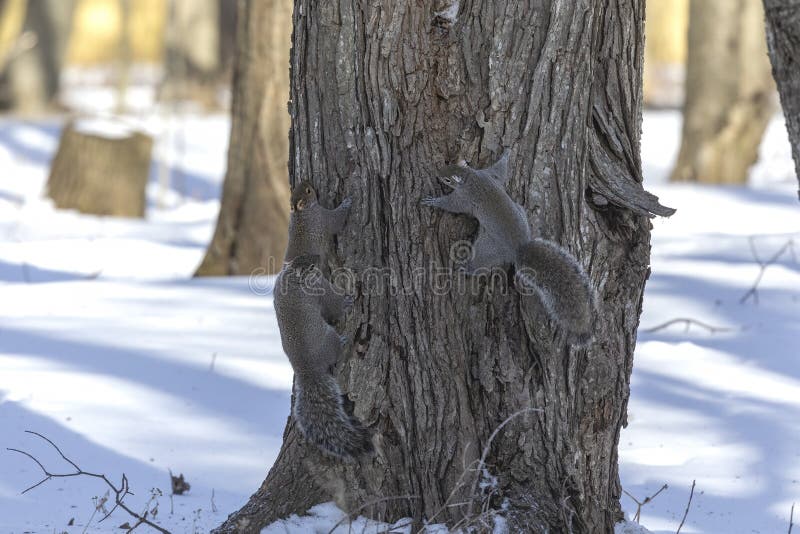 Eastern Grey Squirrel Mating Squirrels. Stock Image Image of