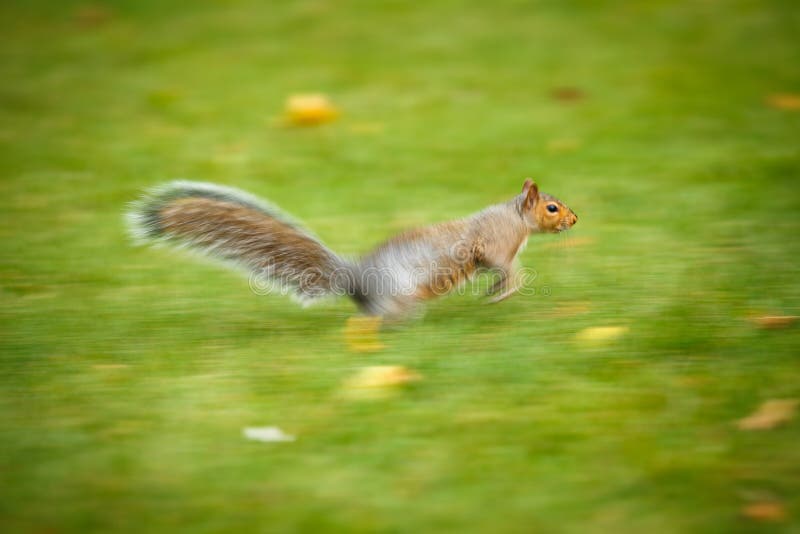 Eastern Grey Squirrel