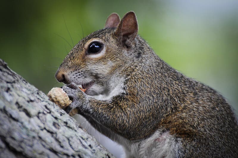 Squirrel sitting on tree bark eating a peanut