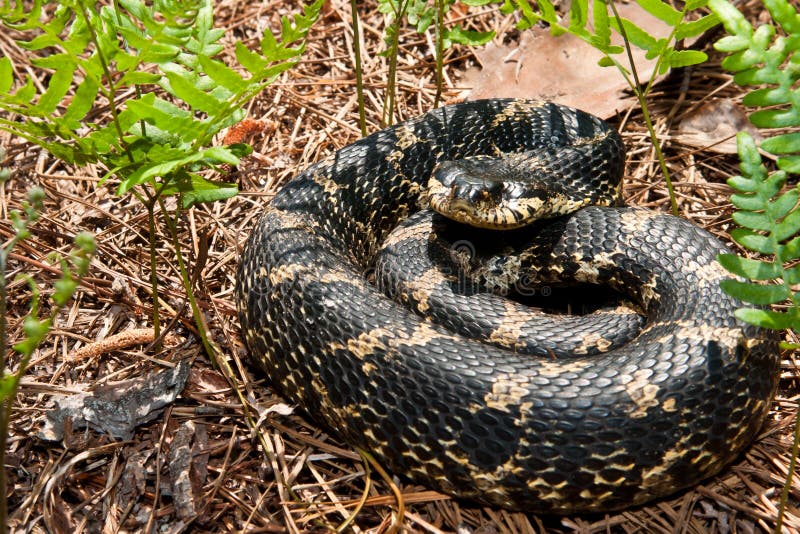 Eastern Hognose Snake playing dead Stock Photo