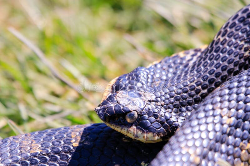 An Eastern Hognose Snake Stock Photo by ©Ondreicka1010 149617402