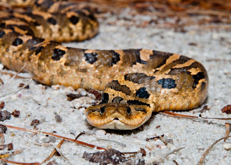 Photograph, Eastern Hognose Snake Playing Dead