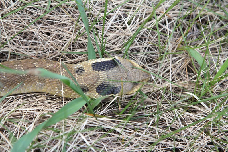 Hognose Snake Playing Dead Stock Photo - Download Image Now