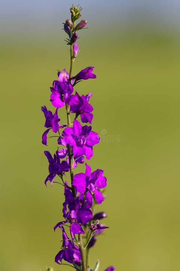 3,874 Larkspur Stock Photos Free & RoyaltyFree Stock Photos from