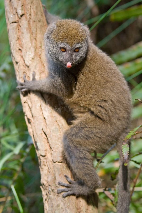 Eastern Lesser Bamboo Lemur