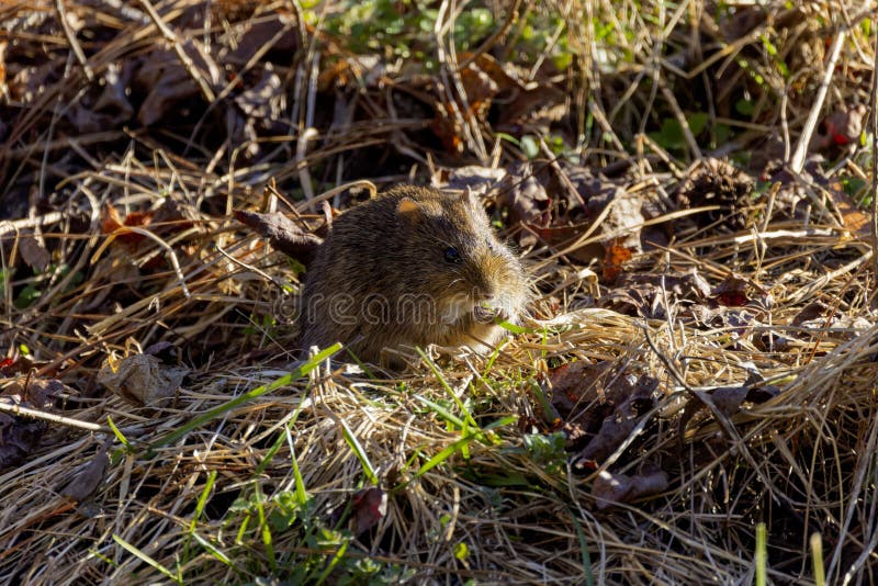 The eastern meadow vole (Microtus pennsylvanicus) stock image