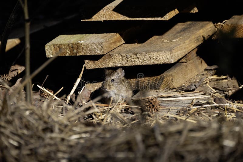 The eastern meadow vole (Microtus pennsylvanicus) stock image