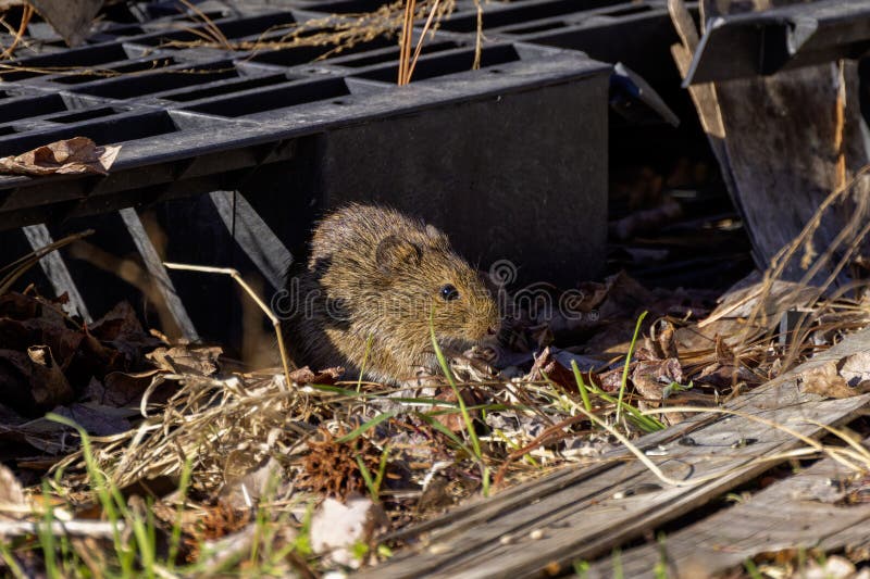 The eastern meadow vole (Microtus pennsylvanicus) royalty free stock photos