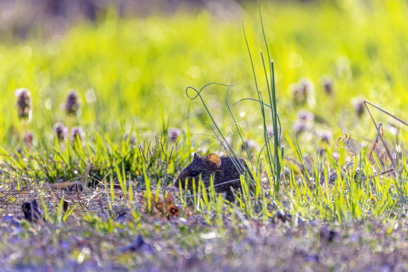 The eastern meadow vole (Microtus pennsylvanicus) royalty free stock image