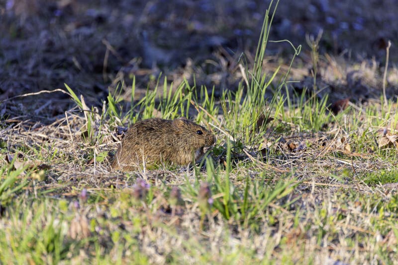 The eastern meadow vole (Microtus pennsylvanicus) stock image