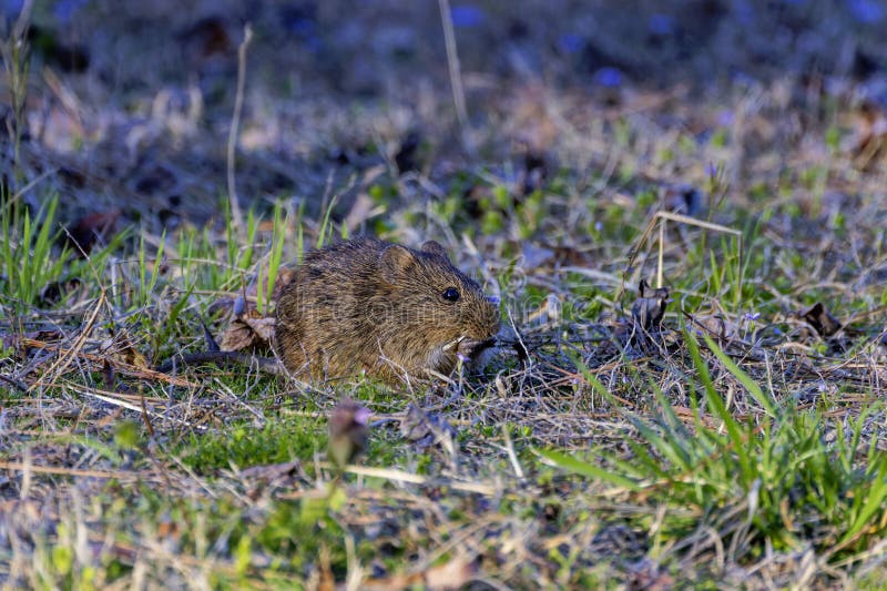 The eastern meadow vole (Microtus pennsylvanicus) royalty free stock images