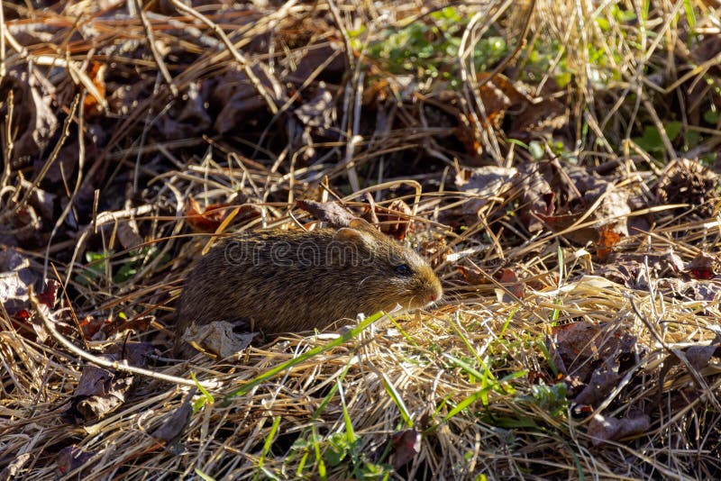 The eastern meadow vole (Microtus pennsylvanicus) stock image