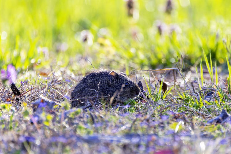 The eastern meadow vole (Microtus pennsylvanicus) royalty free stock photography