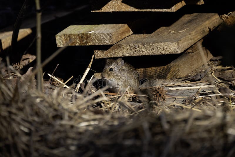 The eastern meadow vole (Microtus pennsylvanicus) royalty free stock image