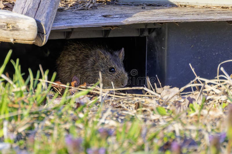 The eastern meadow vole (Microtus pennsylvanicus) royalty free stock photos