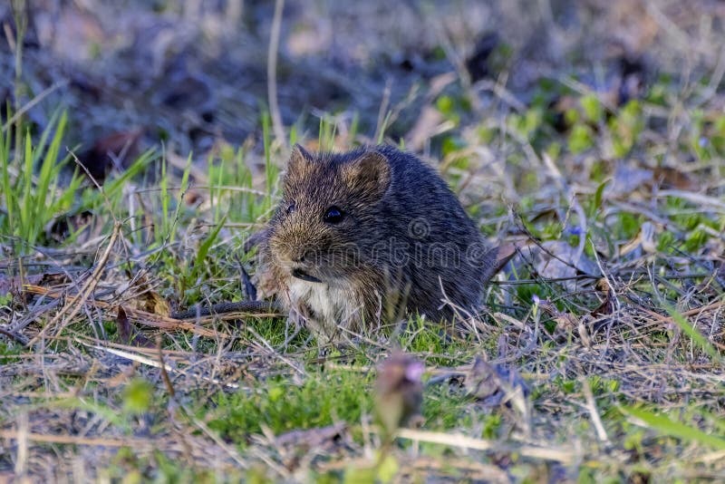 The eastern meadow vole (Microtus pennsylvanicus) royalty free stock photos