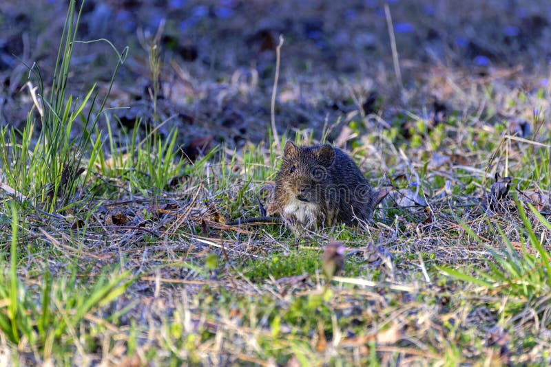 The eastern meadow vole (Microtus pennsylvanicus) stock photography