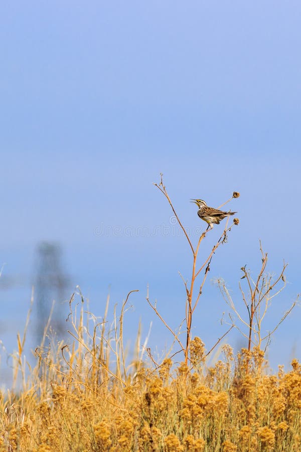 Eastern Meadowlark Singing on a Sun Flower Stock Photo Image of