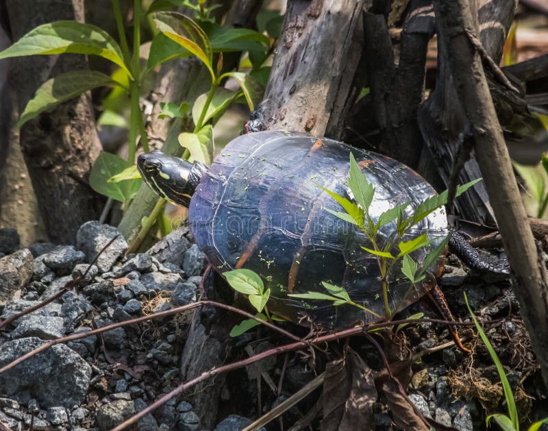 An eastern painted turtle ambles through the woods