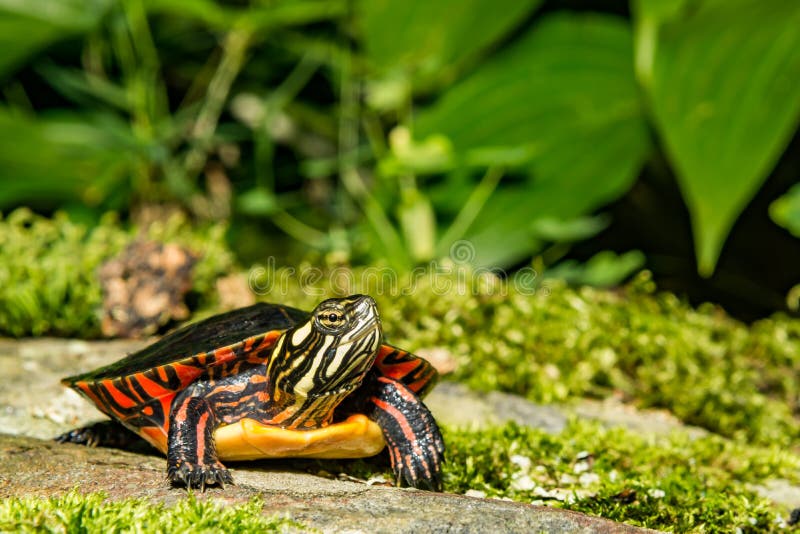 Eastern Painted Turtle - Chrysemys picta