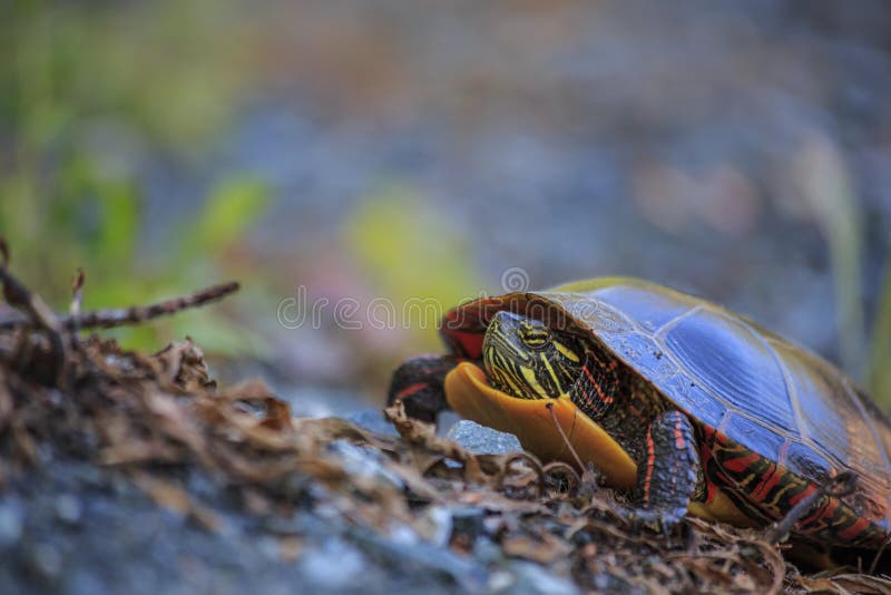 Eastern Painted Turtle Chrysemys picta