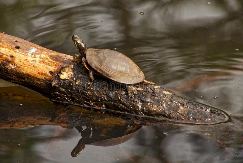 Eastern Painted Turtle Chrysemys picta picta