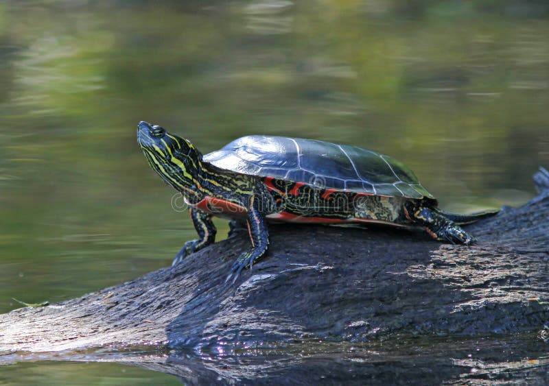 Eastern Painted Turtle in Filtered Sunlight