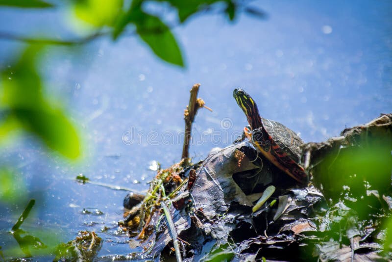 Eastern Painted Turtle stock photo. Image of habitat 118906632