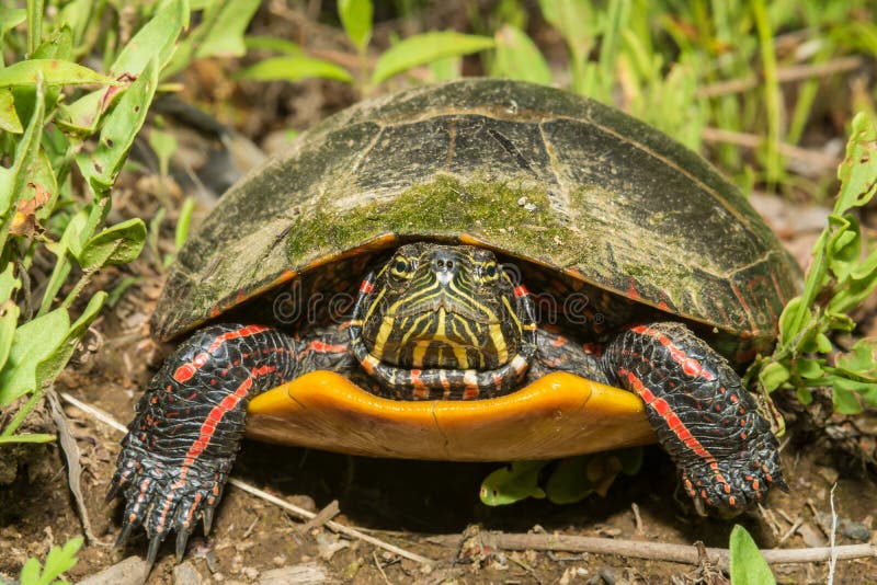 154 Eastern Painted Turtle Stock Photos Free & RoyaltyFree Stock