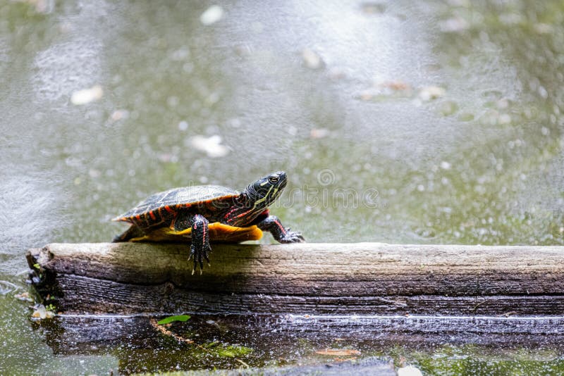 Eastern Painted Turtle sitting on a log floating on a pond