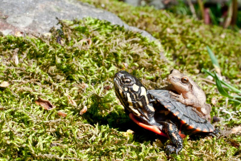 Eastern Painted Turtle and Spring Peeper