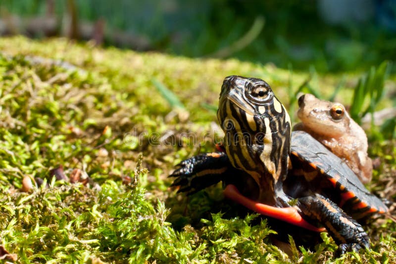 Eastern Painted Turtle and Spring Peeper