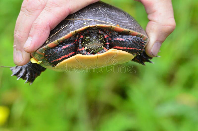 Eastern Painted Turtle, up close
