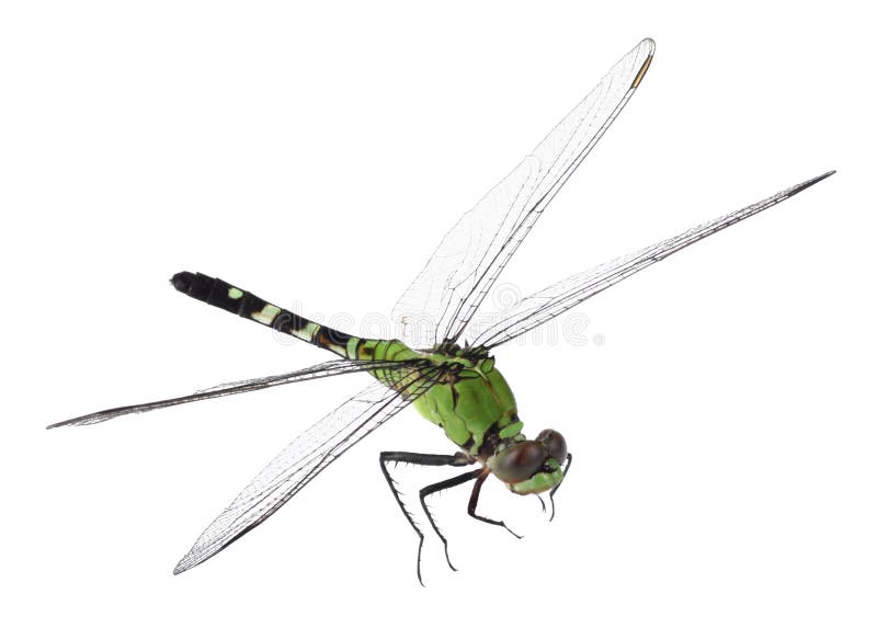 Eastern Pondhawk, Erythemis simplicicollis